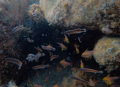 Trachinops caudimaculatus