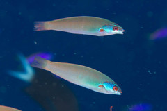 Pseudocoris yamashiroi