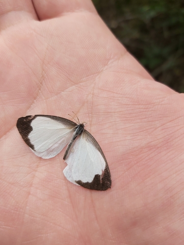 Glistening Pearl-White