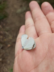 Elodina