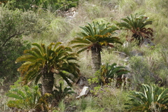 Encephalartos longifolius