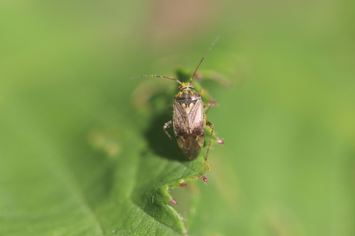 European Tarnished Plant Bug, Noordwijkerhout, Zuid-Holland, Netherlands, photo 5 of 10