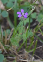 Erodium cicutarium