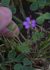 Erodium cicutarium