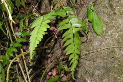 Polystichum formosanum