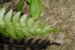 Polystichum formosanum