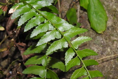 Polystichum formosanum