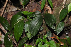 Malaxideae
