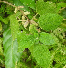 Boehmeria pilosiuscula