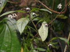 Lysimachia ardisioides