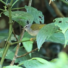Myiothlypis leucoblephara