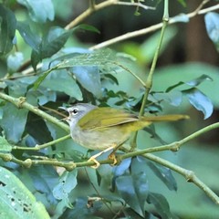 Myiothlypis leucoblephara