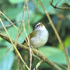 Myiothlypis leucoblephara