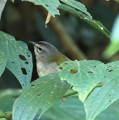 Myiothlypis leucoblephara