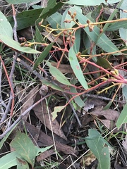 Eucalyptus baxteri