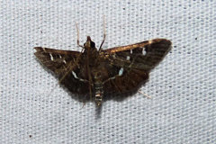 Diathrausta
