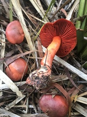 Cortinarius austrocinnabarinus
