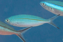 Pterocaesio tessellata