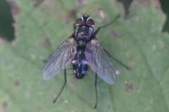 Thelaira nigripes