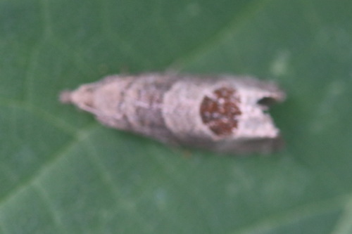 Bramble Shoot Moth, Noordwijkerhout, Zuid-Holland, Netherlands, photo 7 of 10