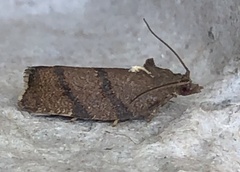 Argyrotaenia juglandana