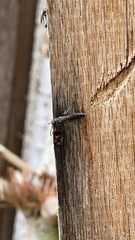Sapygina decemguttata