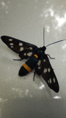 Amata ragazzii