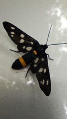 Amata ragazzii
