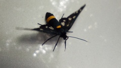 Amata ragazzii