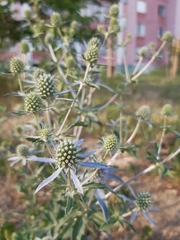 Eryngium planum