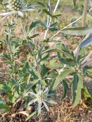 Eryngium planum