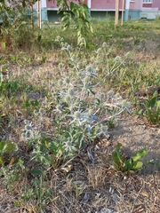 Eryngium planum