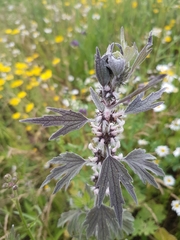 Leonurus quinquelobatus