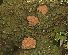 Icmadophilaceae