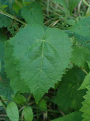 Tragia cordata