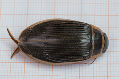 Dytiscus circumcinctus