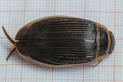 Dytiscus circumcinctus
