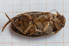 Dytiscus circumcinctus