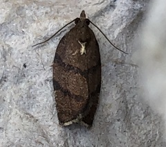 Argyrotaenia juglandana