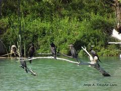 Nannopterum brasilianum