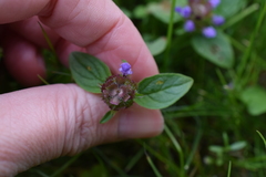Prunella vulgaris