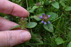 Prunella vulgaris