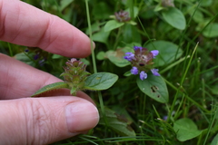 Prunella vulgaris
