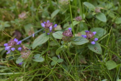 Prunella vulgaris
