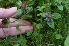 Prunella vulgaris