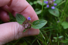 Prunella vulgaris