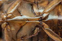 Dytiscus circumcinctus