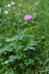 Trifolium pratense