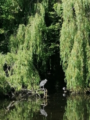 Ardea cinerea
