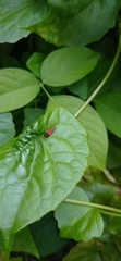 Tricyanaula aurantiaca